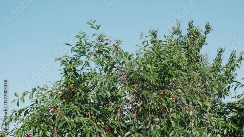 Cherry Tree with Ripe Berries