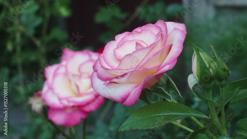 Pink Rose in Bloom