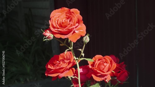 Red Roses in Bloom