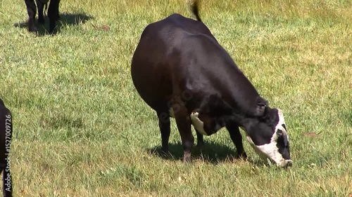 Herd in Alpine Pasture 2 MS