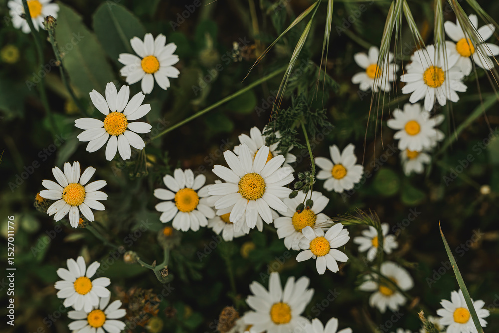 Fototapeta premium Close-up of blooming daisies in spring meadow