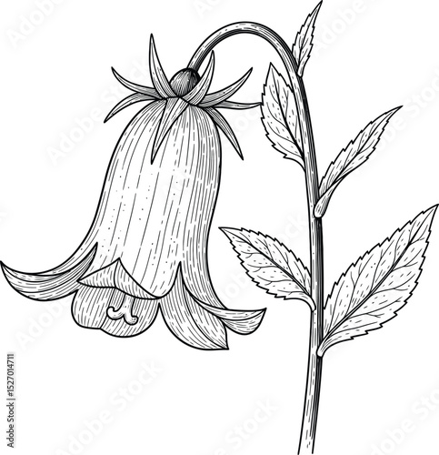 Delicate bellflower botanical line drawing illustration