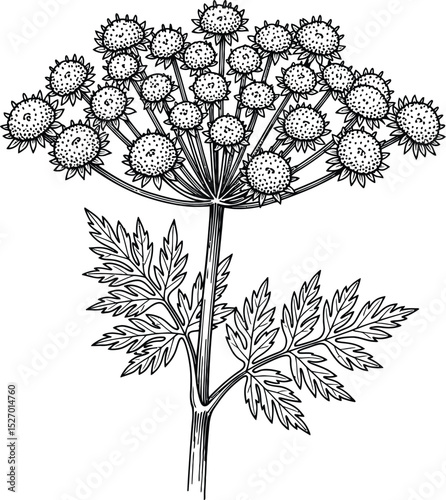 Elegant botanical illustration of wildflower