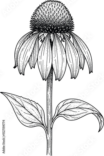 Elegant black and white echinacea flower illustration