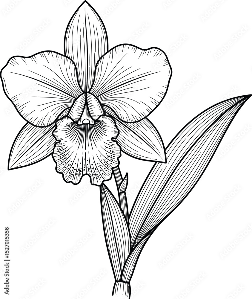Obraz premium Elegant black and white cattleya orchid illustration