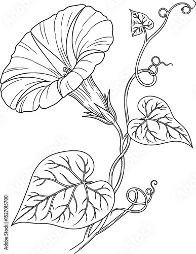 Elegant line art drawing of a morning glory flower