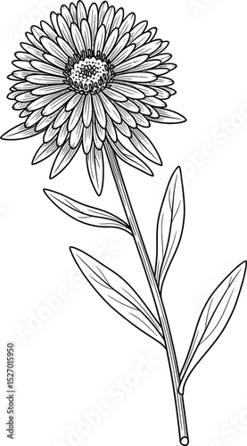 Elegant line art drawing of a single aster flower