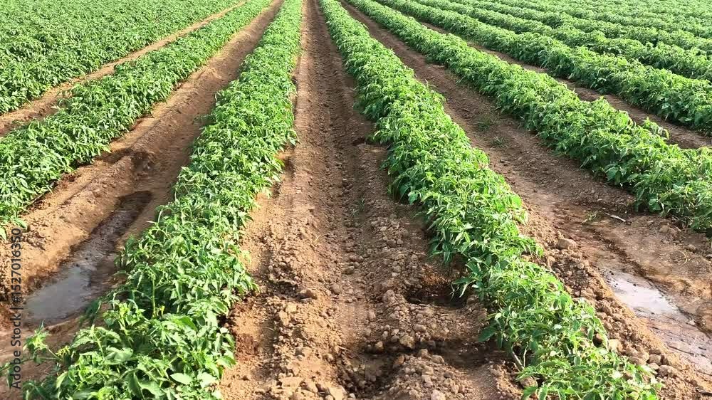 Elevación sobre surco cultivo riego goteo hacia atardecer