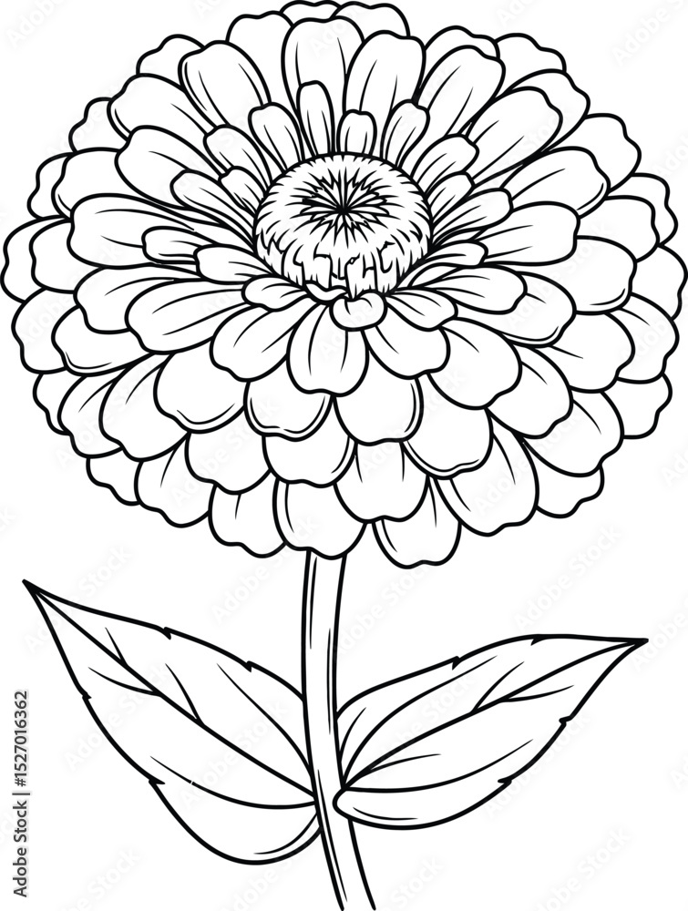 Fototapeta premium Elegant line art zinnia flower botanical illustration