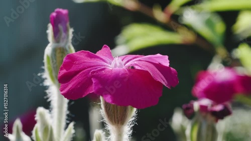 Silene Coronaria in Bloom Pink Flower