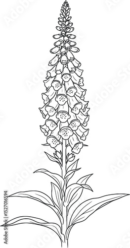 Elegant grey foxglove botanical illustration