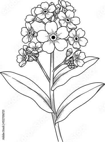 Elegant forget me not flower botanical line art illustration