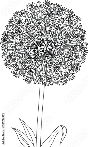 Ornamental onion flower botanical line drawing illustration