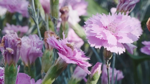 Pink Carnations with Bee