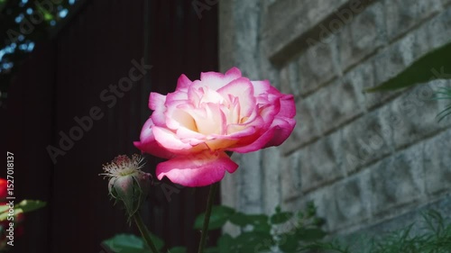 Pink Rose in Garden