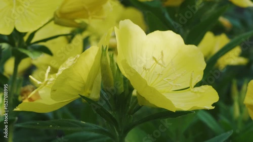 Yellow Evening Primrose Cluster