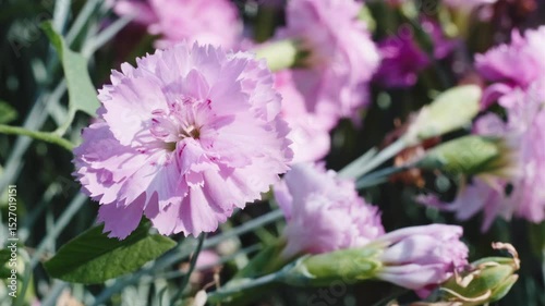 Pink Carnation in Bloom