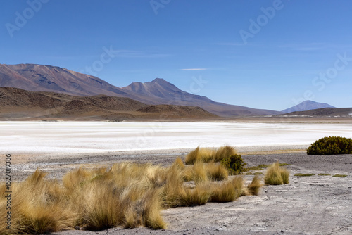 Wallpaper Mural Stunning view of Colorada Lagoon in Avaroa National Park showcasing Paja Brava grasses against the backdrop of mountains and clear blue skies Torontodigital.ca