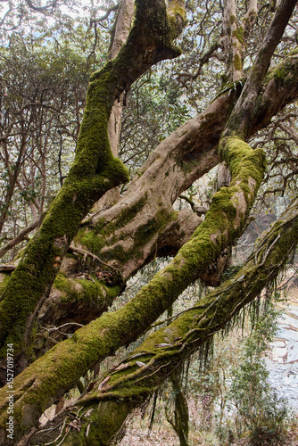 Wallpaper Mural Hikers navigate through the enchanting Annapurna trekking route in Nepal, surrounded by towering moss-covered rhododendron trees and lush greenery, showcasing nature's beauty and serenity Torontodigital.ca
