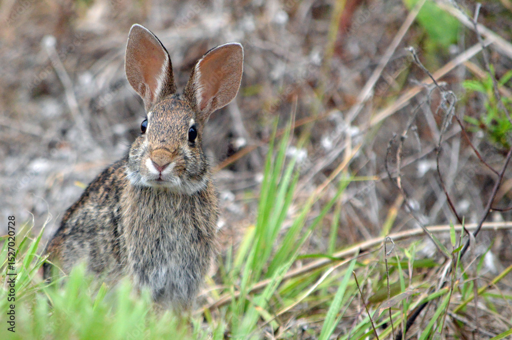 Fototapeta premium Ground-level portrait of a marsh hare, facing forward, both ears forward, sitting near green grass and a blurred brown grass background at a nature preserve in Fort Myers, Florida.