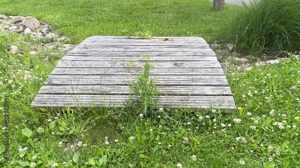 stone path in the garden