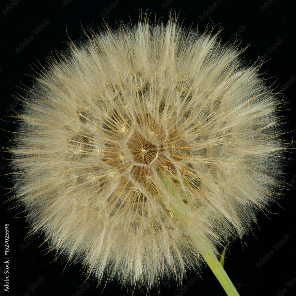 Fototapeta premium a gosbeard flower grows in a field