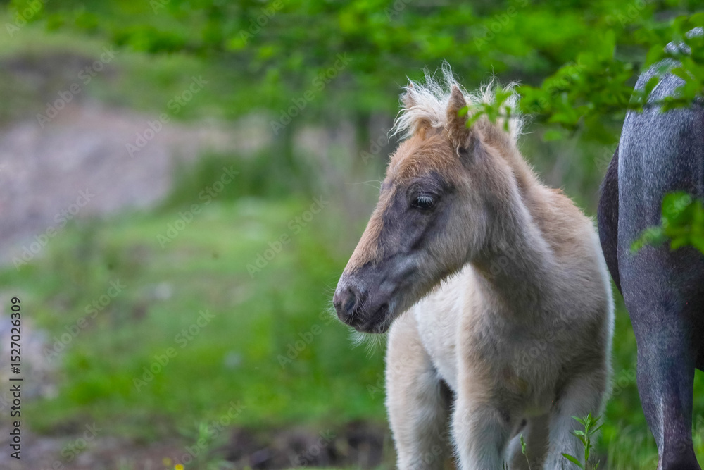 Fototapeta premium Pony foals playing at Grayson Highlands