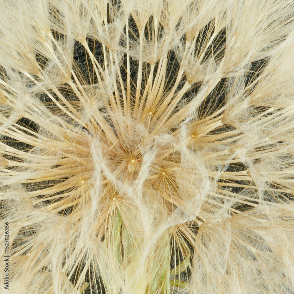 Obraz premium a gosbeard flower grows in a field