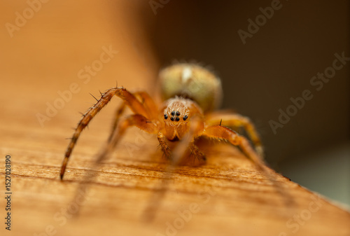 Spider on a wooden underground with eight eyes and hairy legss and body. Supermacro view.