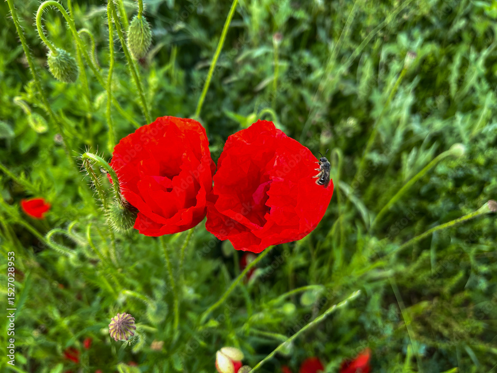 Obraz premium Bright red poppy flower in full bloom among green wild grass. Vibrant close-up of a summer meadow in natural light.