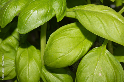 Close up of fresh basil leaves and plant
