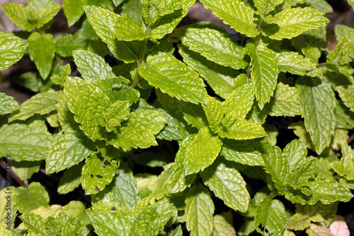 Close up of fresh wild mint growing on a plant