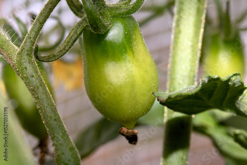 Close up of growing tomatoes green in a greenhouse