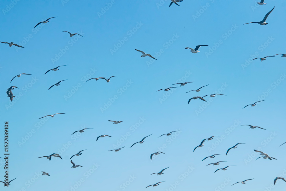 Fototapeta premium Seagulls flying on the blue sky