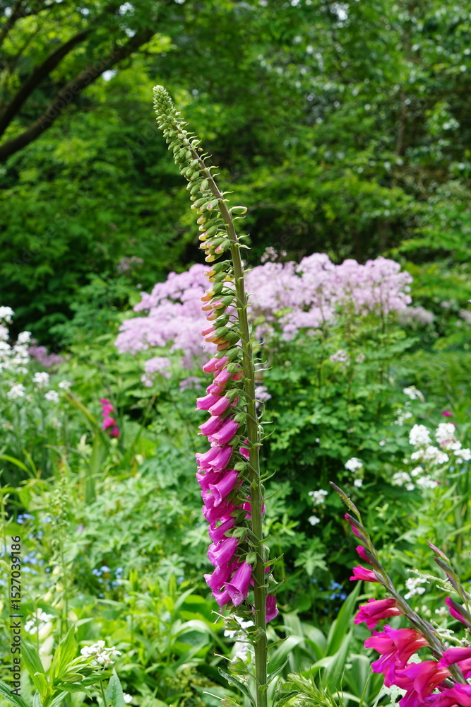 Obraz premium pink flower, wildflower, foxglove, flowers, summer garden, cambridge, cambridge botanic gardens, may 2025