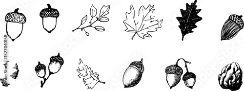 Quirky sketch illustration set featuring acorn caps and leaves for design and decoration
