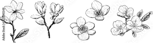 Quirky cherry blossom sketches for creative design and decoration projects