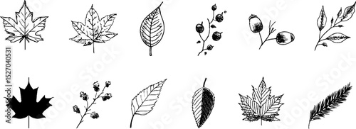 Quirky sketches of elm leaf and nature elements for creative designs