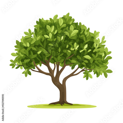 A Buttonwood Mangrove Tree vector 2D flat illustration, isolated on a white background.