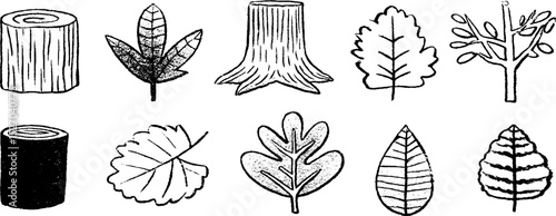 Quirky sketches of redwood trunks and leaves for creative design