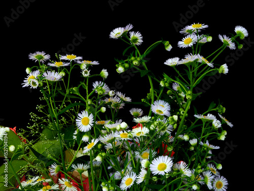 Fototapeta Naklejka Na Ścianę i Meble -  Phalacrolóma ánnuum flowers grow in garden