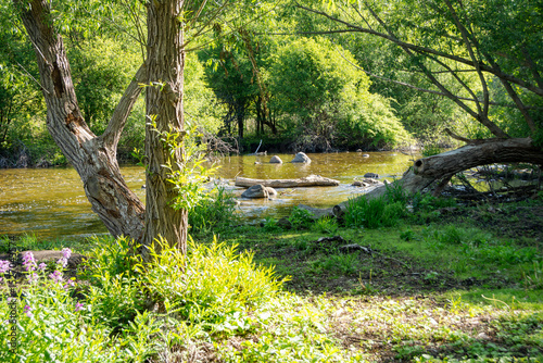 The Bark River flows gently through a lush green forest in Waukesha County, Wisconsin, bathed in May sunlight.