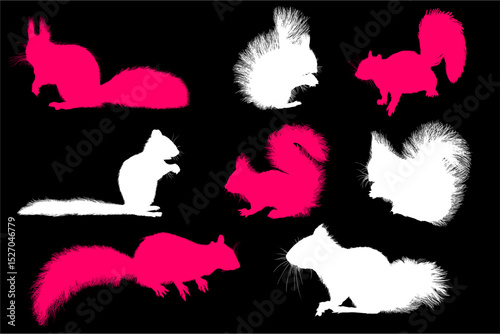 ardilla, silueta, felinos, animal, vector, ilustración, negro, icono, acomodador, dibujos animados