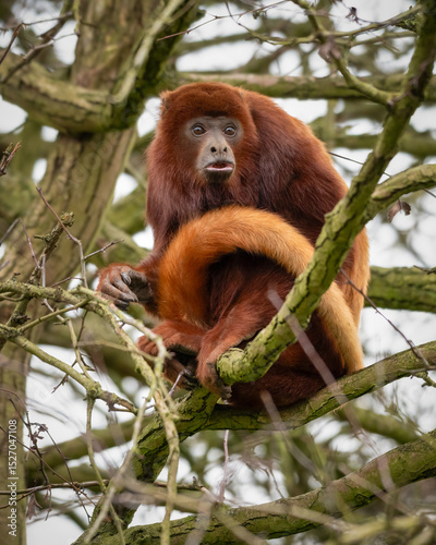 Canvas Print Red Howler Monkey in a Tree