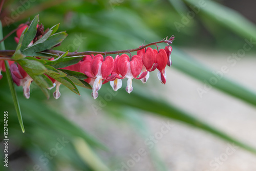 Close up of a bleeding heart (dicentra spectabilis) flower in bloom