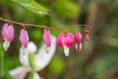 Close up of a bleeding heart (dicentra spectabilis) flower in bloom