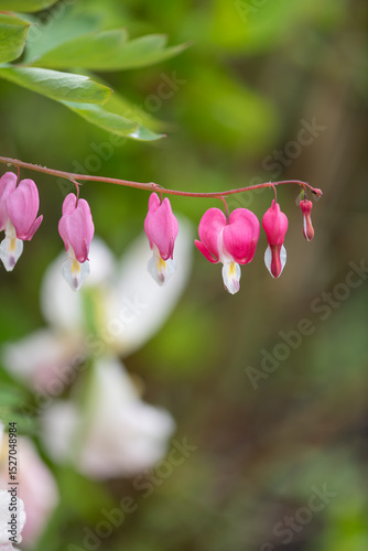 Close up of a bleeding heart (dicentra spectabilis) flower in bloom