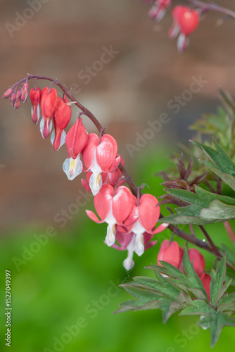 Close up of a bleeding heart (dicentra spectabilis) flower in bloom