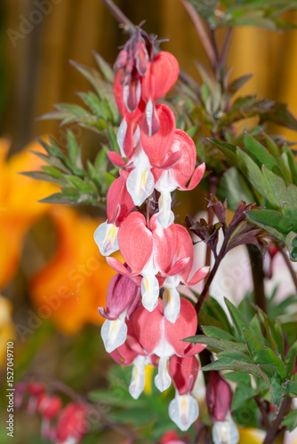 Close up of a bleeding heart (dicentra spectabilis) flower in bloom