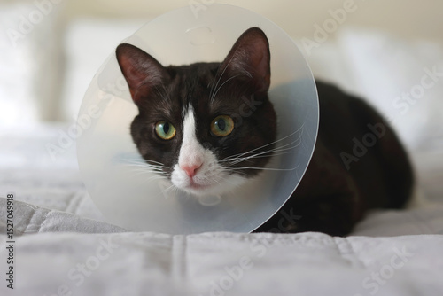 A beautiful cat is resting at home comfortably in a recovery cone, appearing so calm and adorable